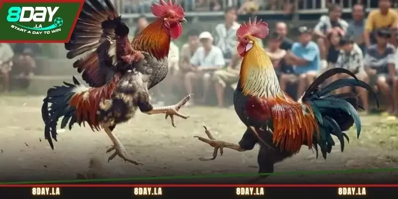 Đá gà cựa dao mang đến những trận đấu mãn nhãn Đá gà cựa dao mang đến những trận đấu mãn nhãn