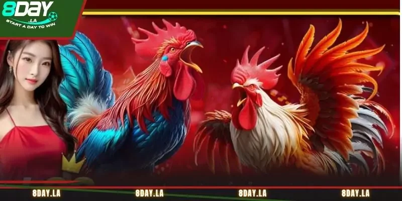Muốn cược đá gà chuẩn cần có mắt “nhìn” chiến kê Muốn cược đá gà chuẩn cần có mắt “nhìn” chiến kê